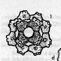 Coelastrum sphaericum